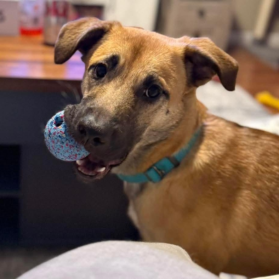 Cleo, a ADOPTABLE mixed breed in East Peoria, IL image 4/5