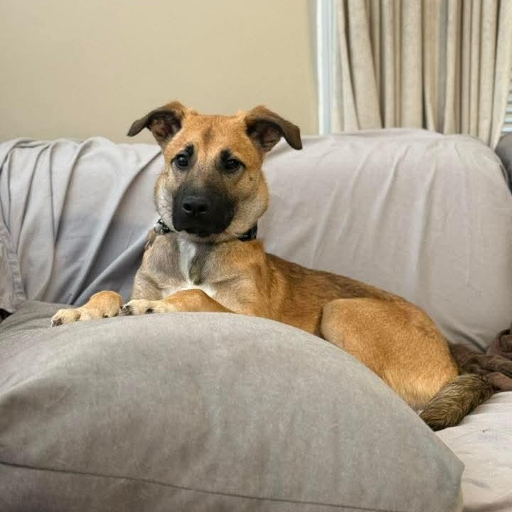 Cleo, a ADOPTABLE mixed breed in East Peoria, IL image 5/5