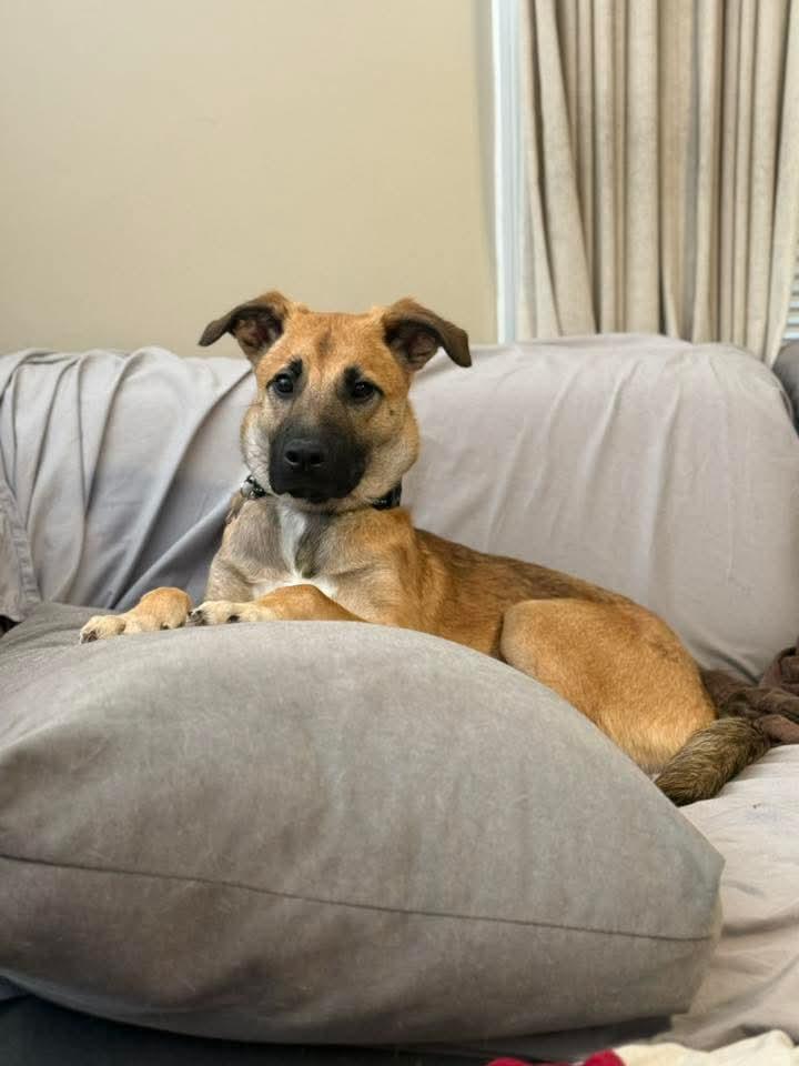 Enlarge Cleo, a ADOPTABLE mixed breed in East Peoria, IL image 5/5