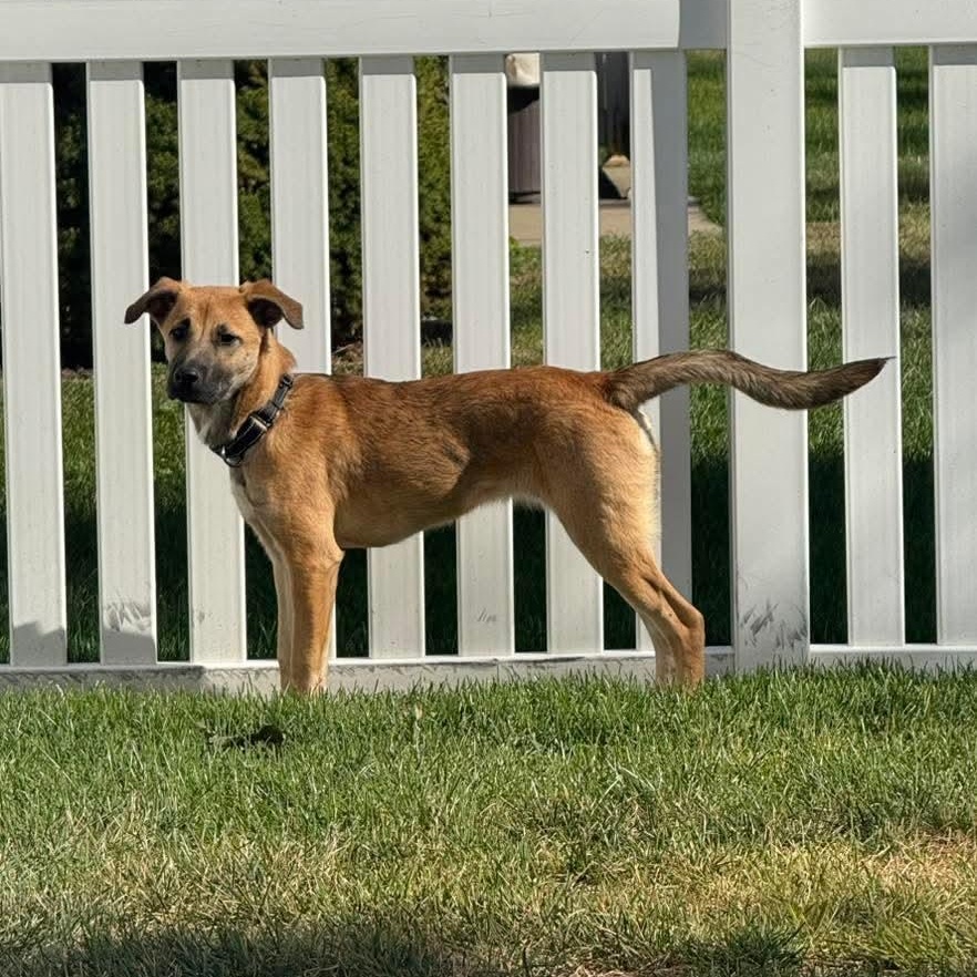 Cleo, a ADOPTABLE mixed breed in East Peoria, IL image 2/5