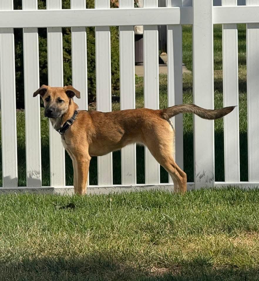 Enlarge Cleo, a ADOPTABLE mixed breed in East Peoria, IL image 2/5