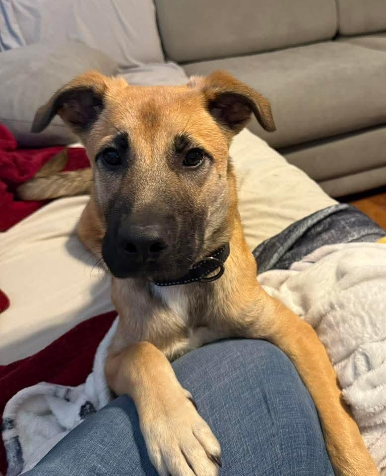 Enlarge Cleo, a ADOPTABLE mixed breed in East Peoria, IL image 3/5