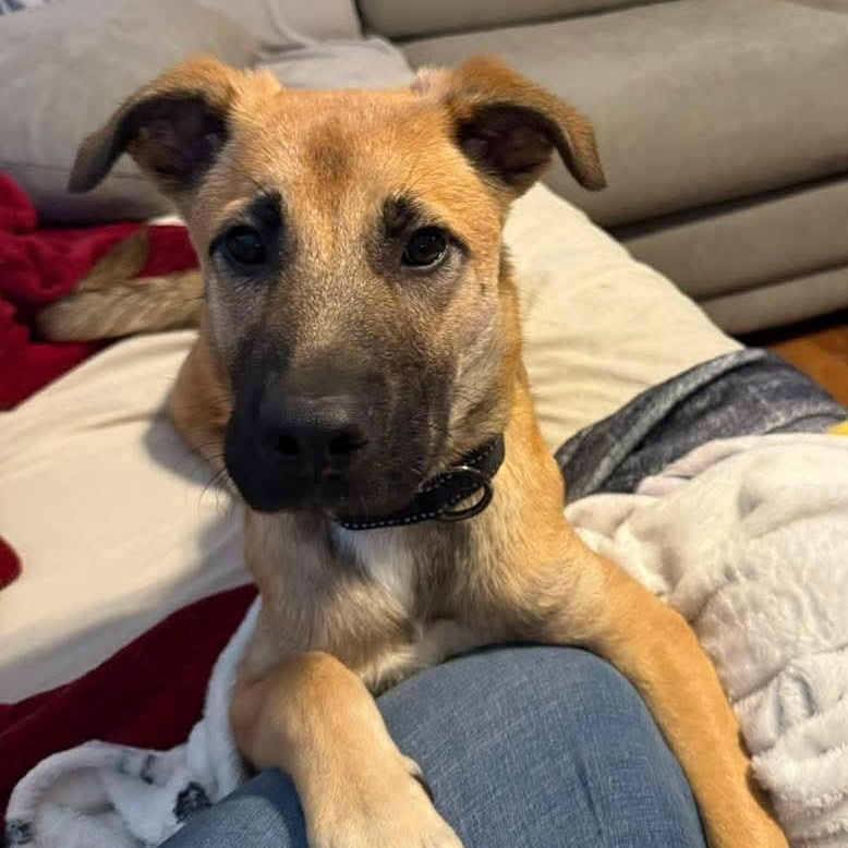 Cleo, a ADOPTABLE mixed breed in East Peoria, IL image 3/5