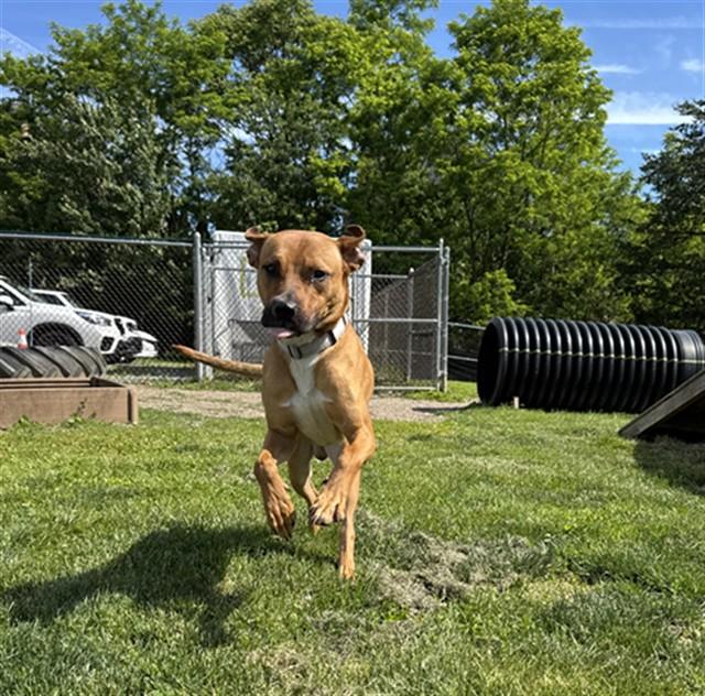 Enlarge DECKER, a Adoptable mixed breed in Aliquippa, PA image 1/1