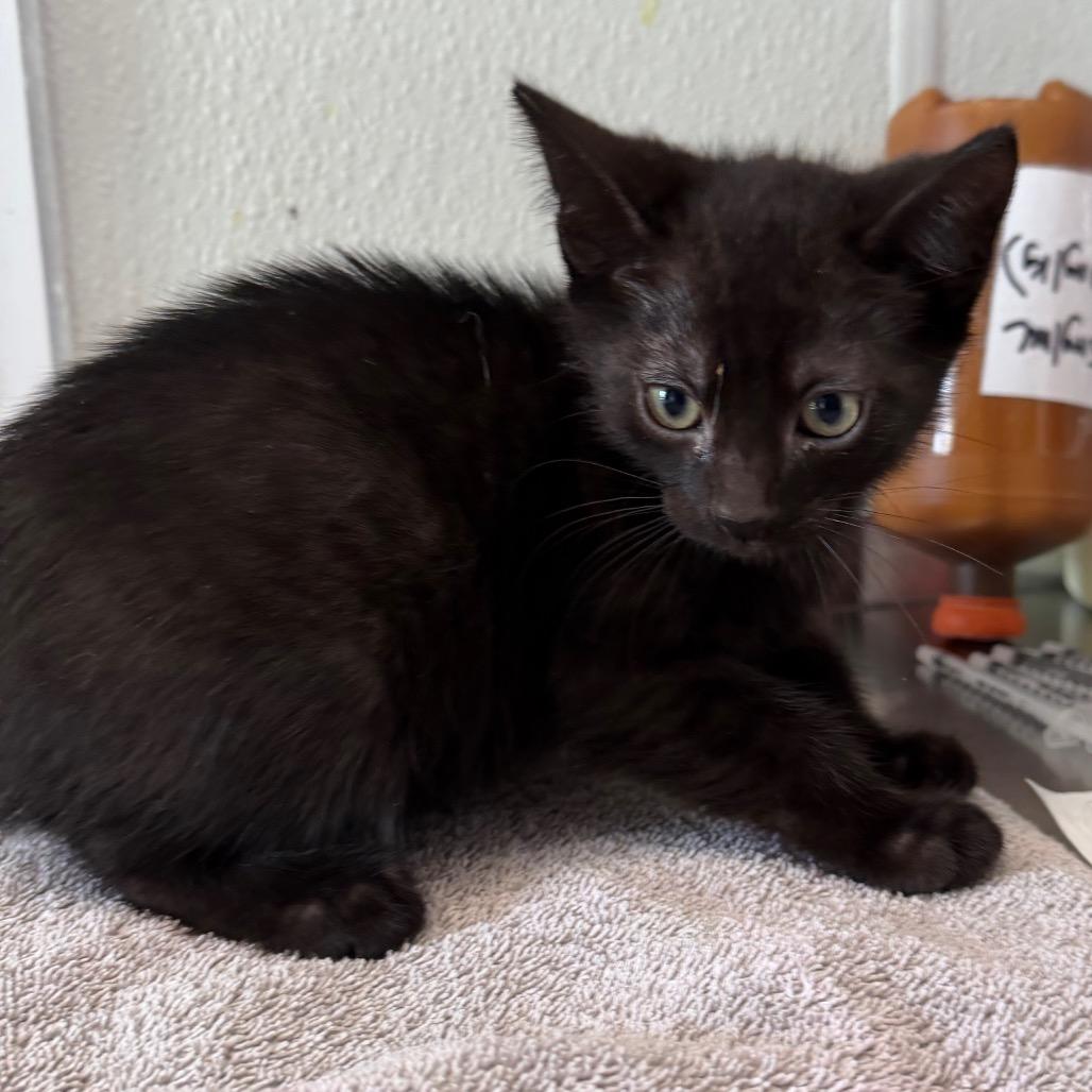 Enlarge Napoleon Solo, a Adoptable Domestic Short Hair in Mankato, MN image 1/2