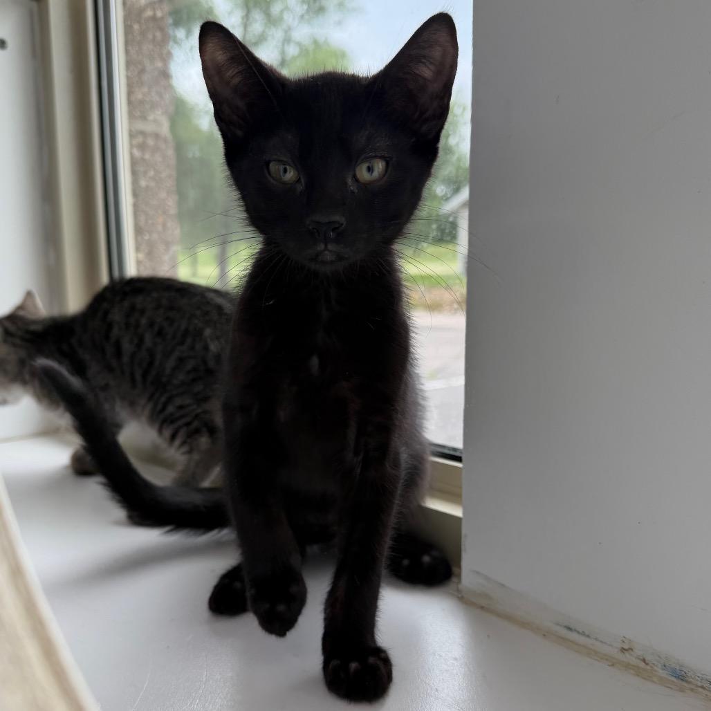 Enlarge Napoleon Solo, a Adoptable Domestic Short Hair in Mankato, MN image 2/2