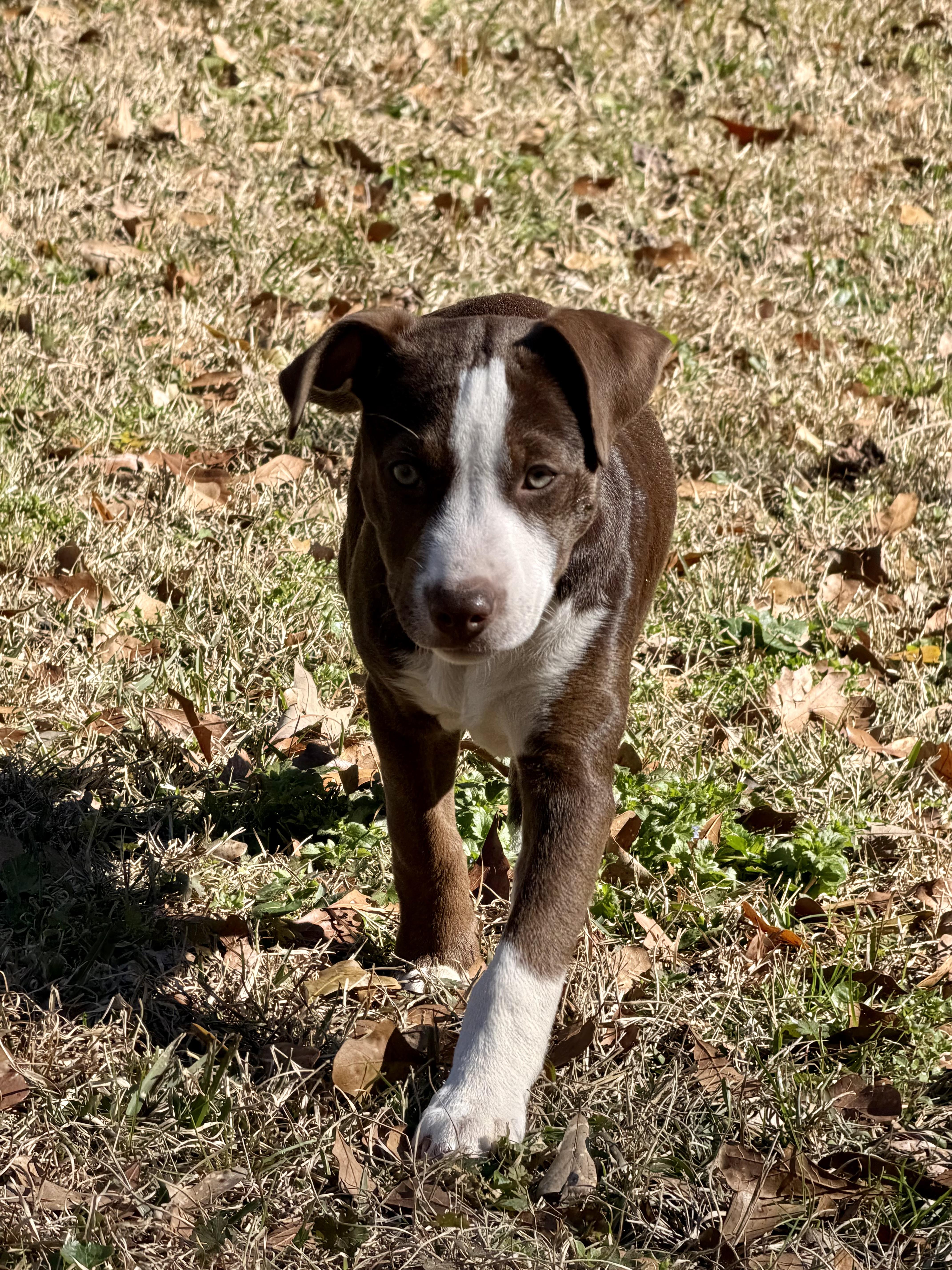 Enlarge Muffin, a ADOPTABLE mixed breed in Tallahassee, FL image 5/5