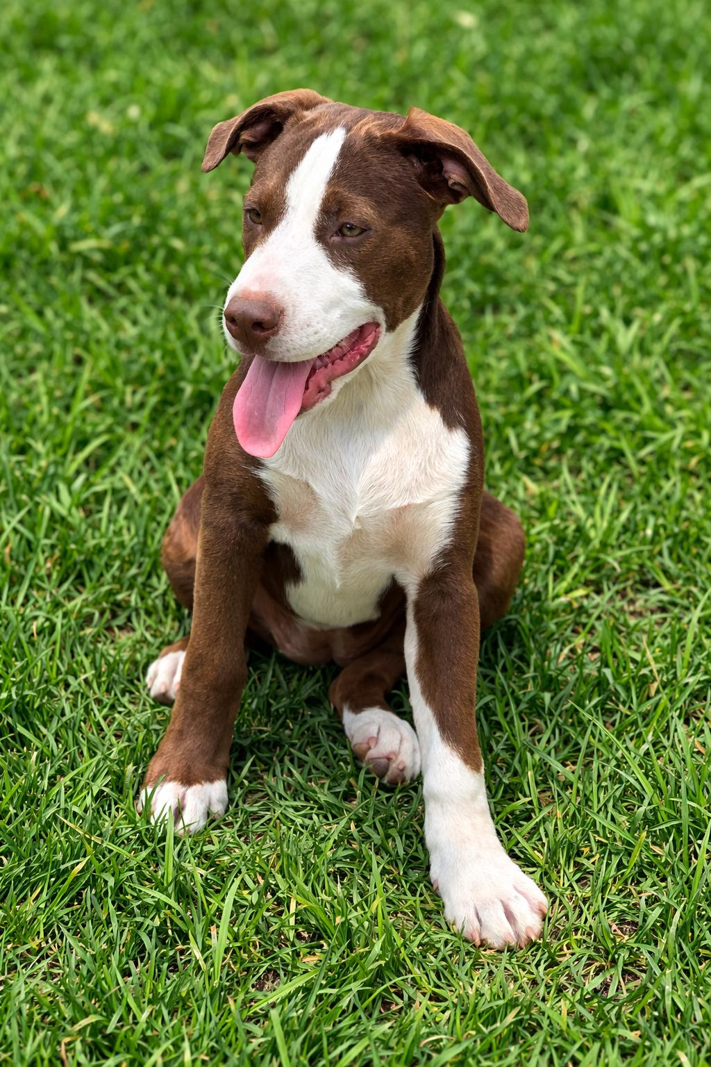 Muffin, ADOPTABLE, Puppy Female Boxer.