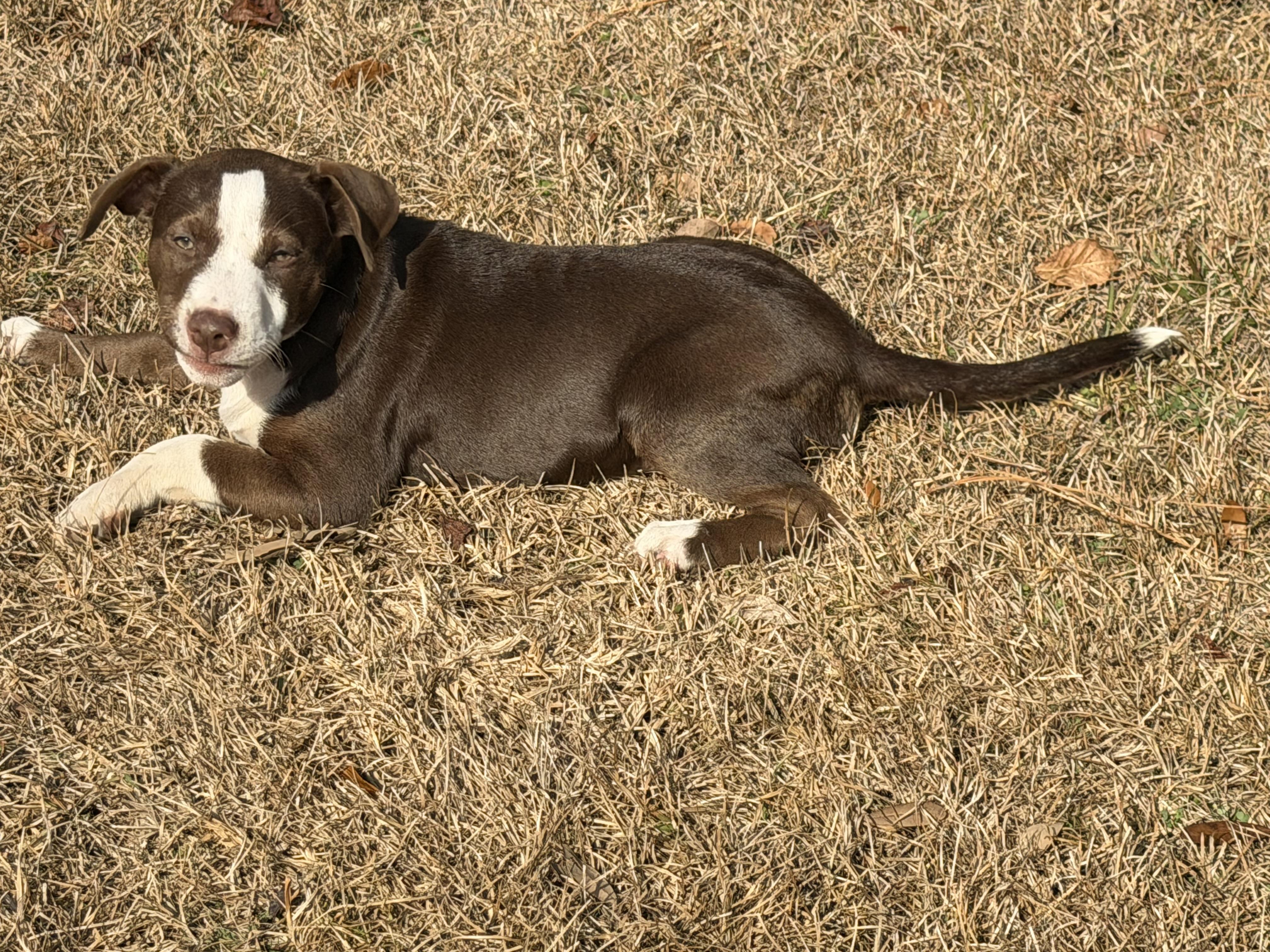 Enlarge Muffin, a ADOPTABLE mixed breed in Tallahassee, FL image 2/3