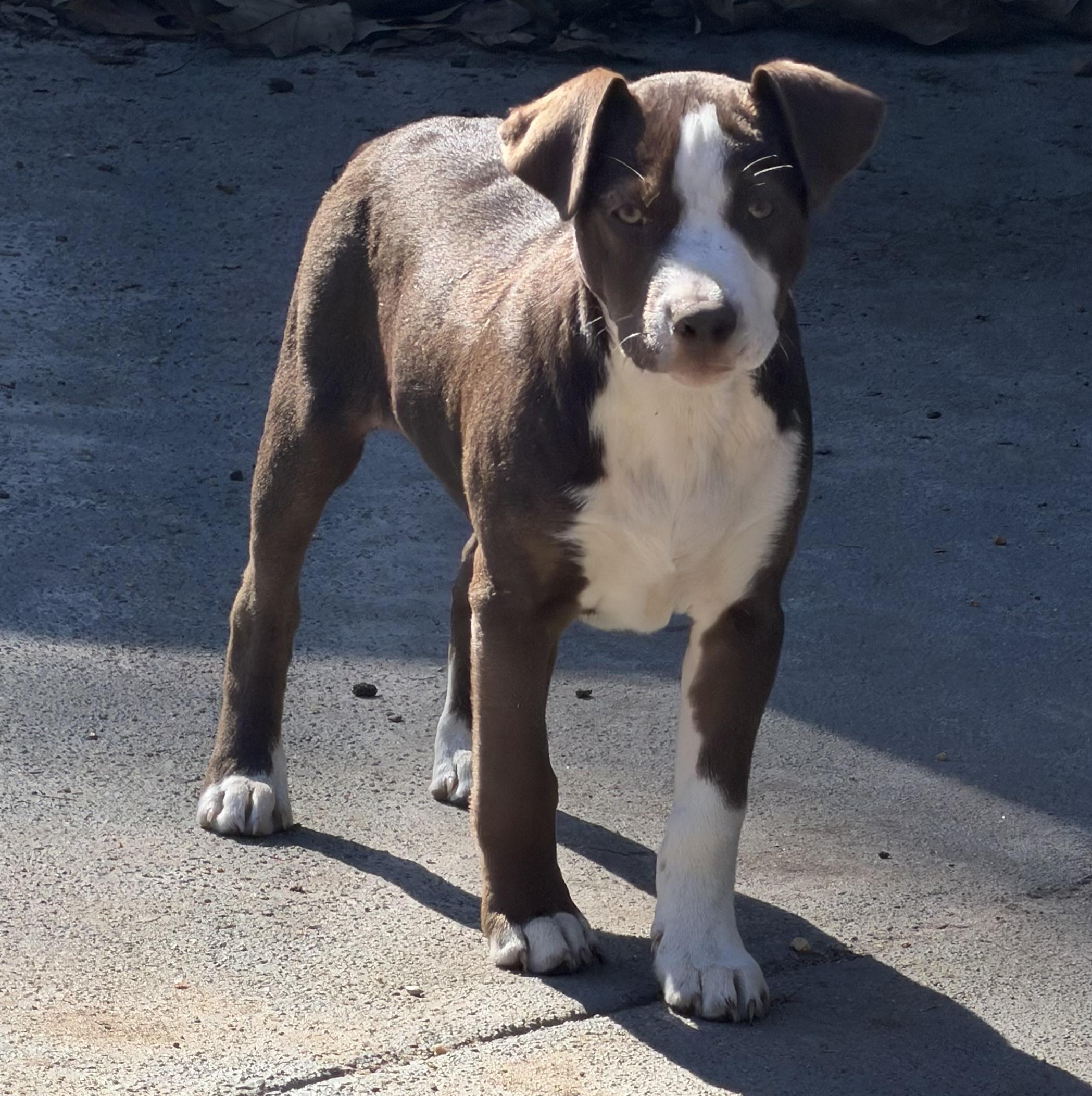 Enlarge Muffin, a ADOPTABLE mixed breed in Tallahassee, FL image 1/3