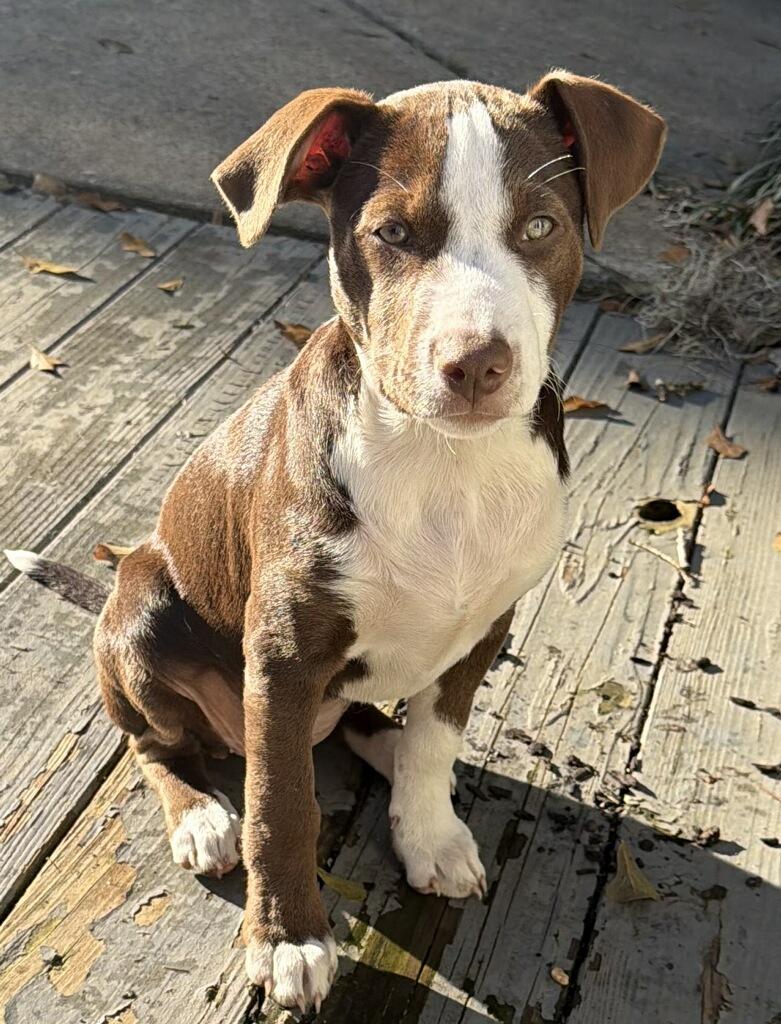 Enlarge Muffin, a ADOPTABLE mixed breed in Tallahassee, FL image 2/5