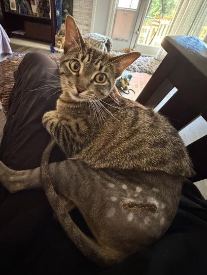Chirps, an adoptable mixed breed in Sacramento, CA image 1/3