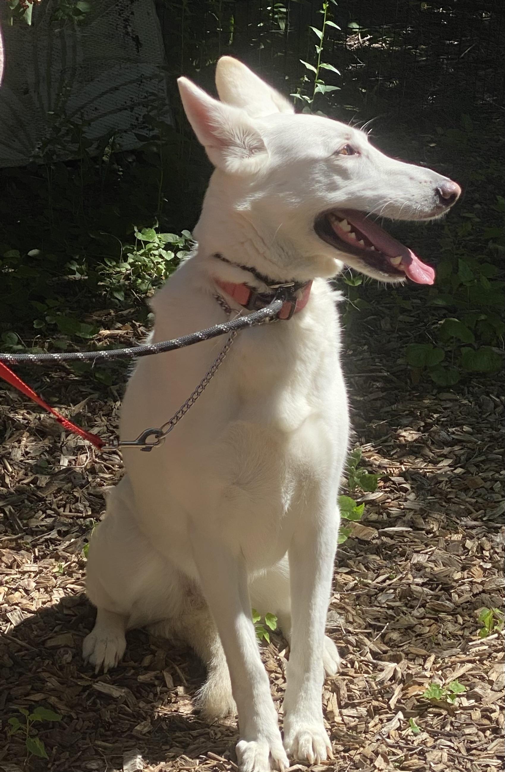 Enlarge SKYE - Dog & Child Friendly, a Adoptable mixed breed in North York, ON image 4/6