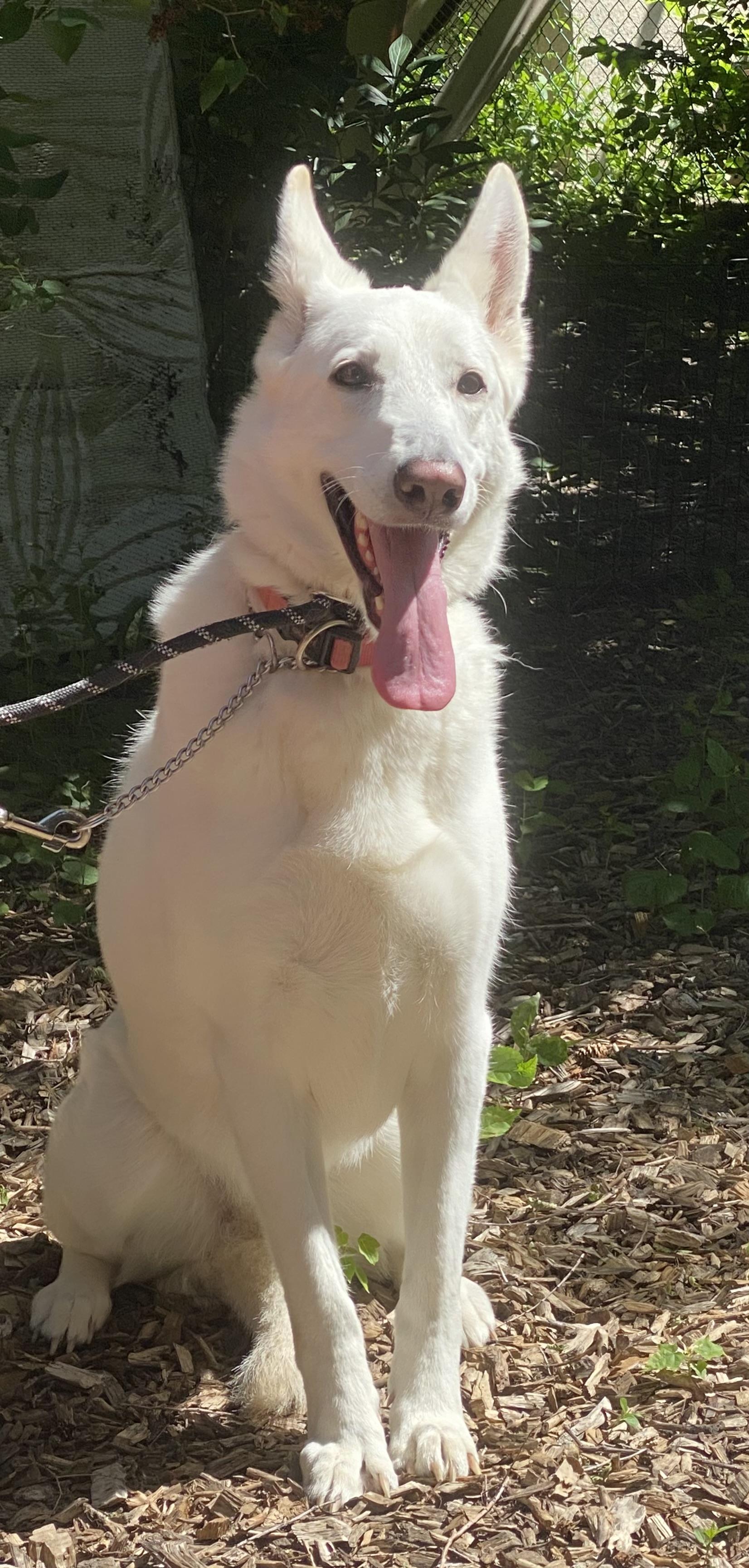 Enlarge SKYE - Dog & Child Friendly, a Adoptable mixed breed in North York, ON image 2/6