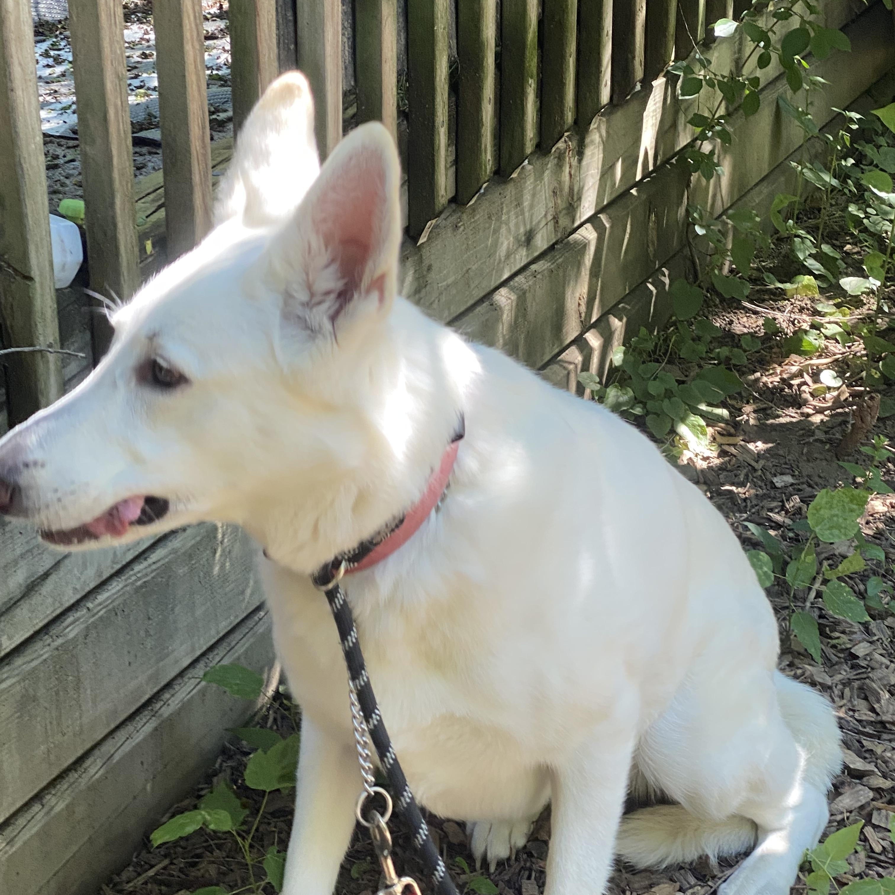 Enlarge SKYE - Dog & Child Friendly, a Adoptable mixed breed in North York, ON image 3/6