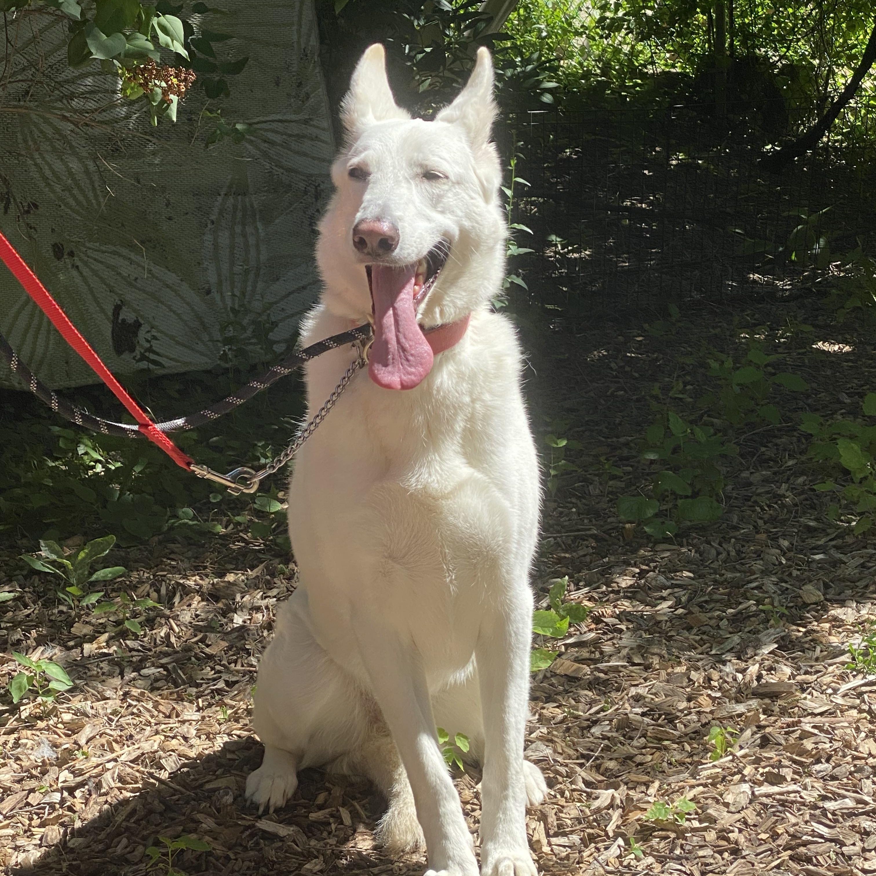 Enlarge SKYE - Dog & Child Friendly, a Adoptable mixed breed in North York, ON image 5/6