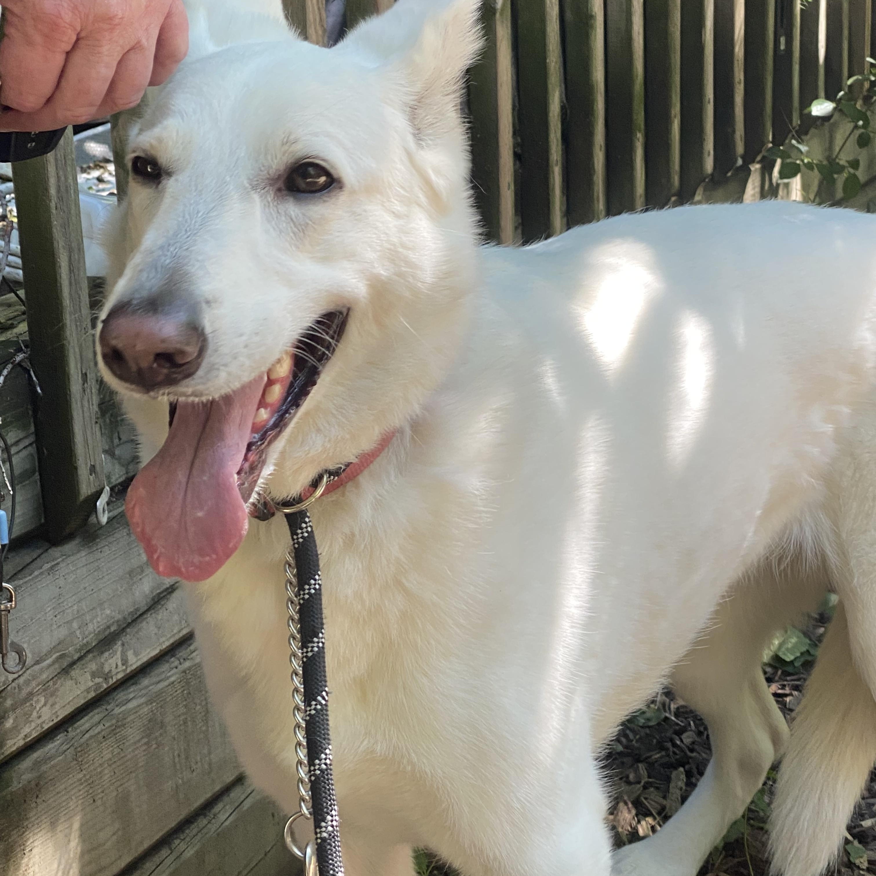 SKYE - Dog & Child Friendly, Adoptable, Adult Female White German Shepherd.