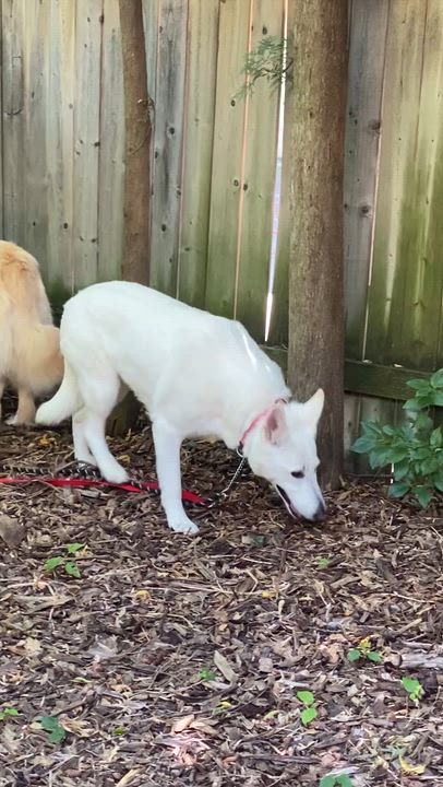 Enlarge SKYE - Dog & Child Friendly, a Adoptable mixed breed in North York, ON video 6/6