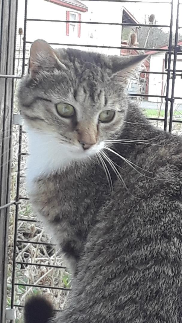 Enlarge Whisper, a Adoptable Domestic Short Hair in Millerton, PA image 2/5