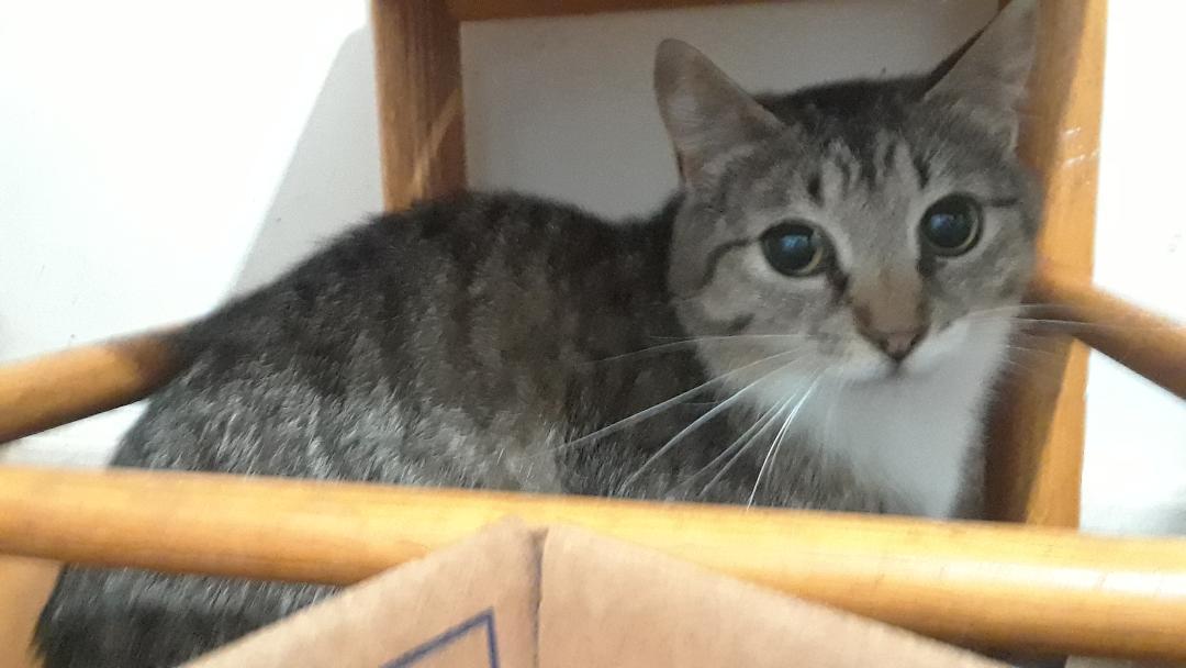 Enlarge Whisper, a Adoptable Domestic Short Hair in Millerton, PA image 3/5