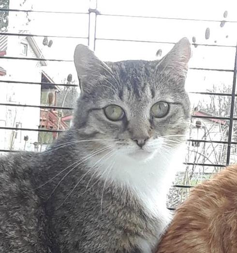 Enlarge Whisper, a Adoptable Domestic Short Hair in Millerton, PA image 1/5