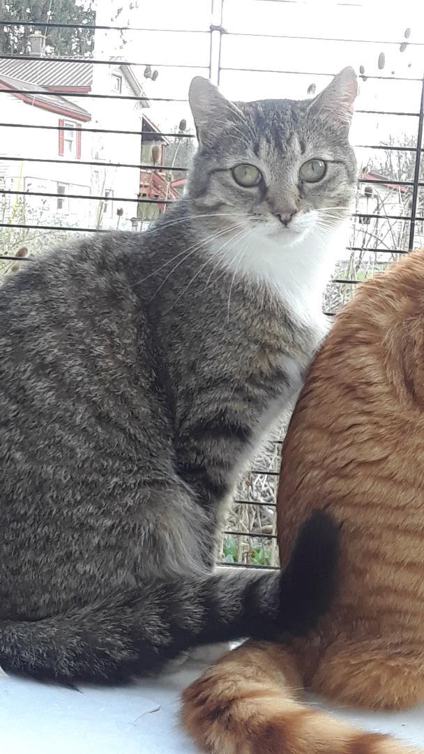 Enlarge Whisper, a Adoptable Domestic Short Hair in Millerton, PA image 4/5