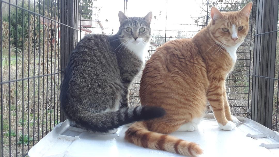 Enlarge Whisper, a Adoptable Domestic Short Hair in Millerton, PA image 5/5