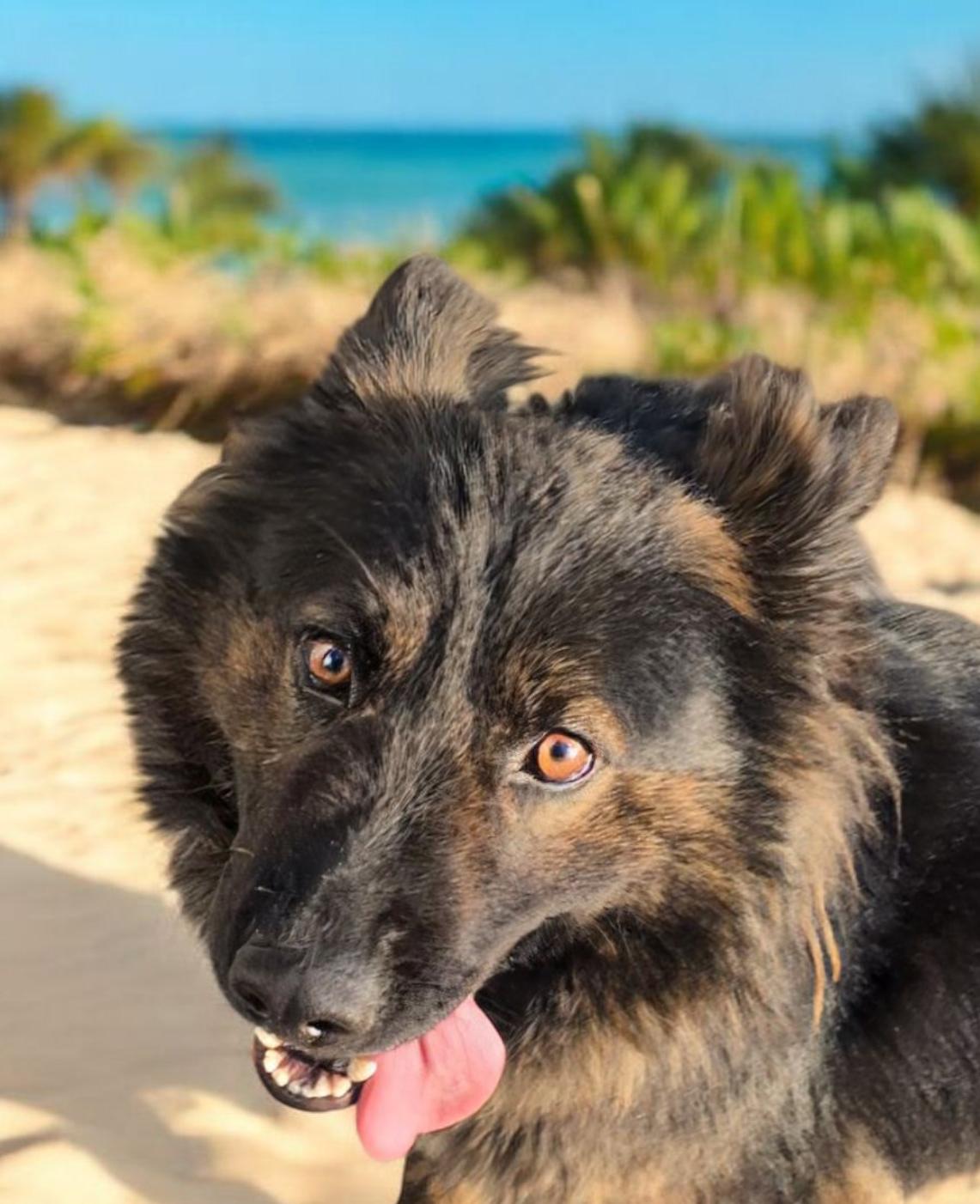 Raven, a Adoptable mixed breed in Hawthorne, CA image 1/3
