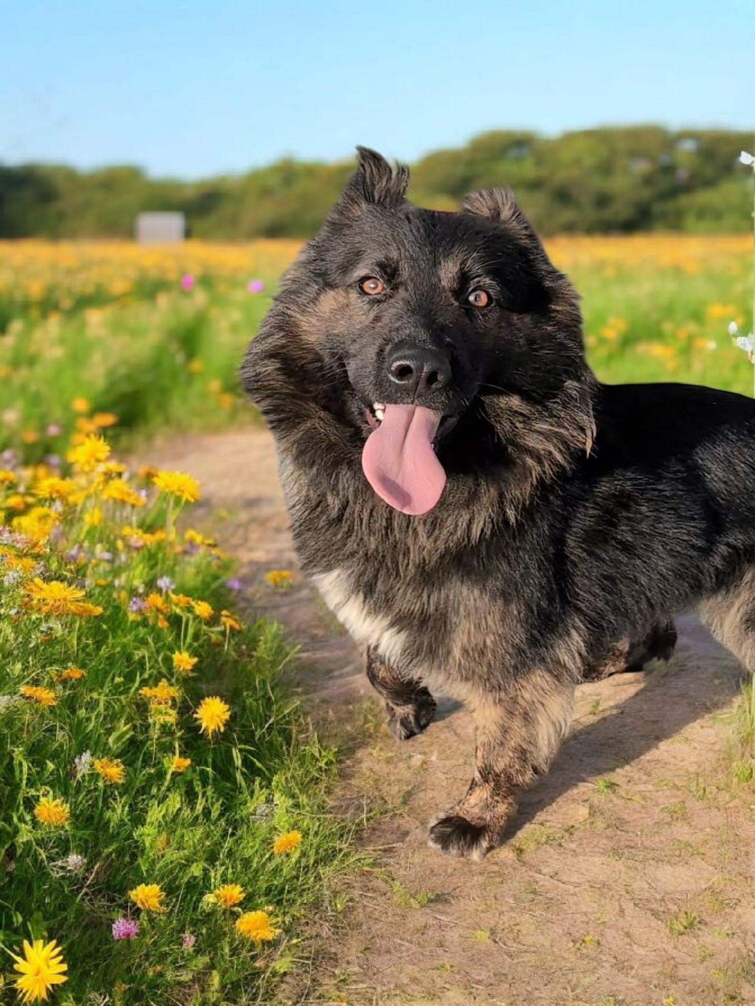 Raven, a Adoptable mixed breed in Hawthorne, CA image 2/3