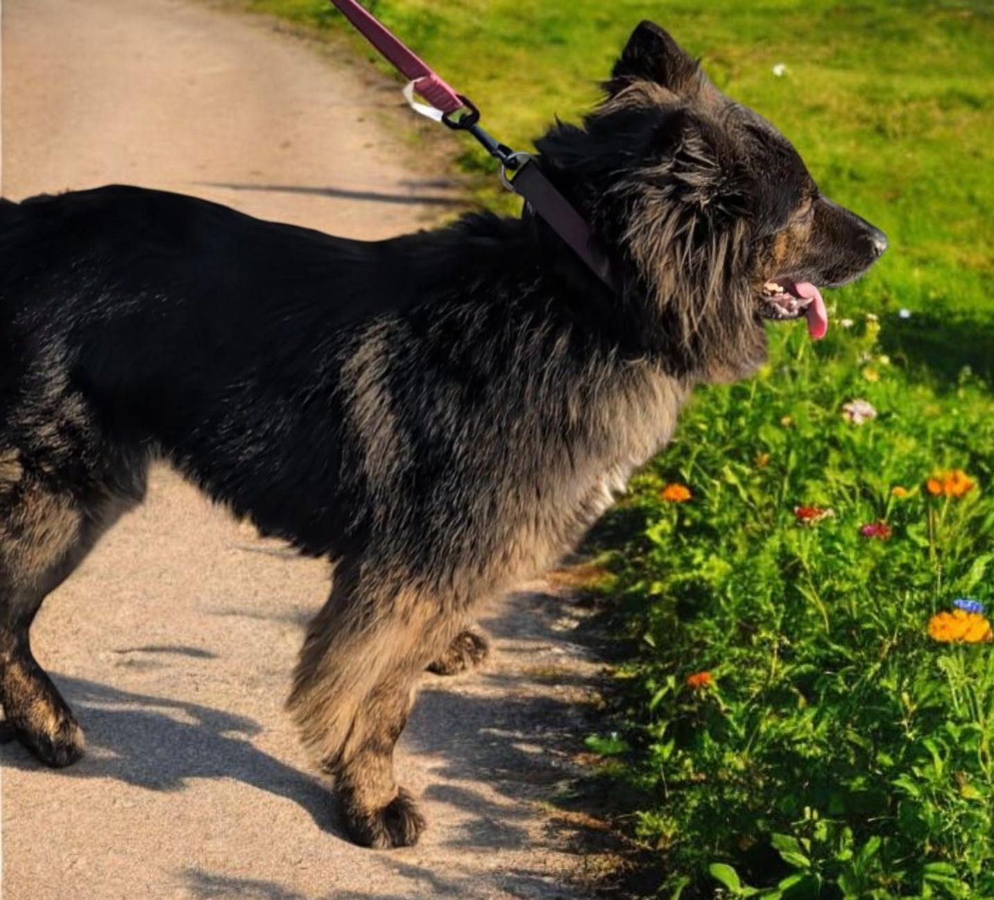 Raven, a Adoptable mixed breed in Hawthorne, CA image 3/3