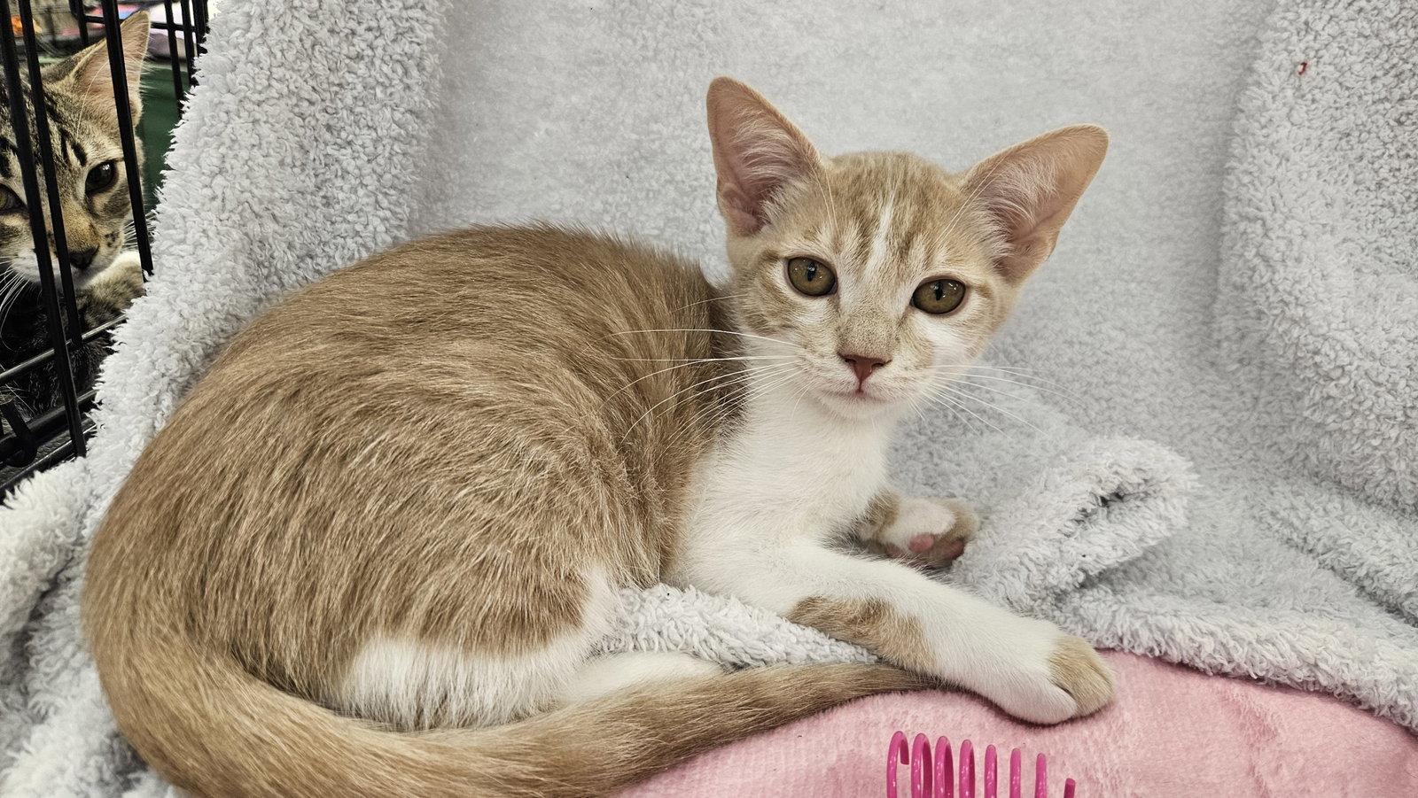 Enlarge Julius, a Adoptable Domestic Short Hair in Antioch, CA image 1/1
