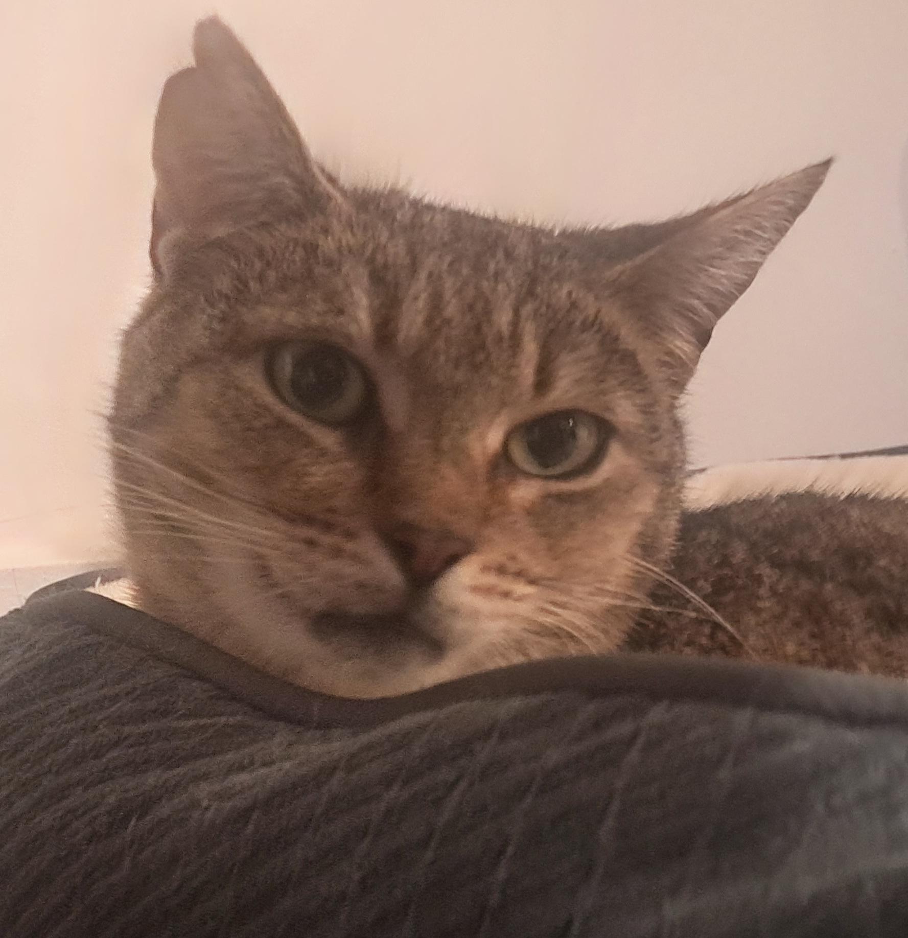 Enlarge Dolly, a ADOPTABLE Domestic Short Hair in Washington Grove, MD image 1/3