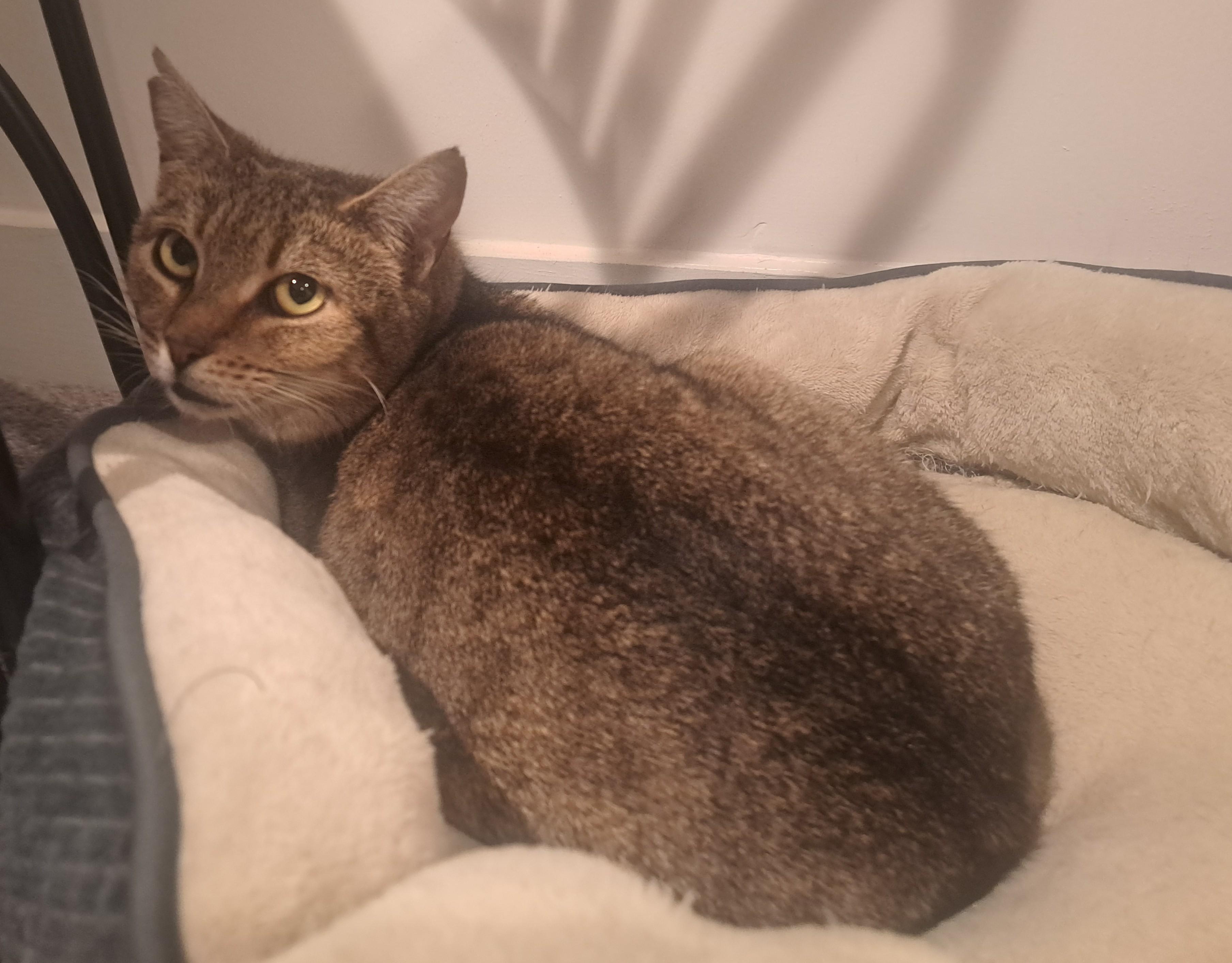 Enlarge Dolly, a ADOPTABLE Domestic Short Hair in Washington Grove, MD image 2/3