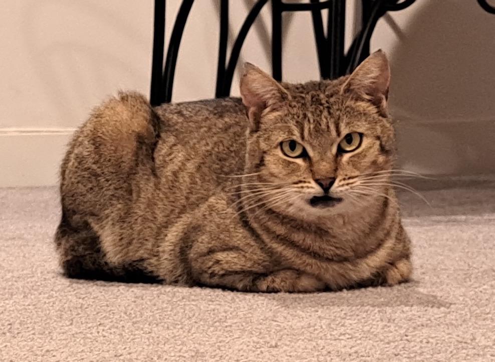 Enlarge Dolly, a ADOPTABLE Domestic Short Hair in Washington Grove, MD image 4/5