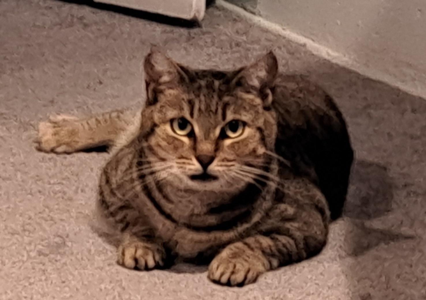 Enlarge Dolly, a ADOPTABLE Domestic Short Hair in Washington Grove, MD image 1/6