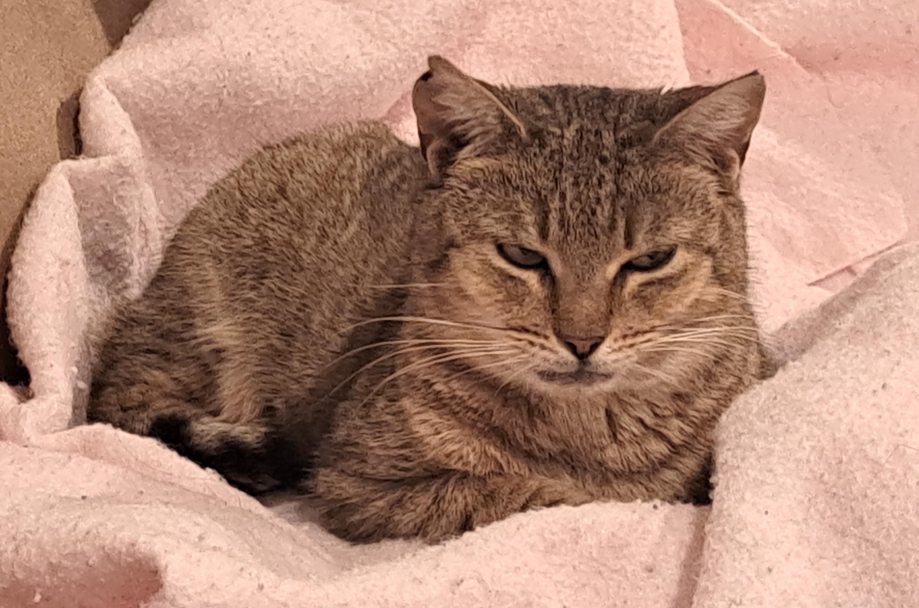 Enlarge Dolly, a ADOPTABLE Domestic Short Hair in Washington Grove, MD image 3/3