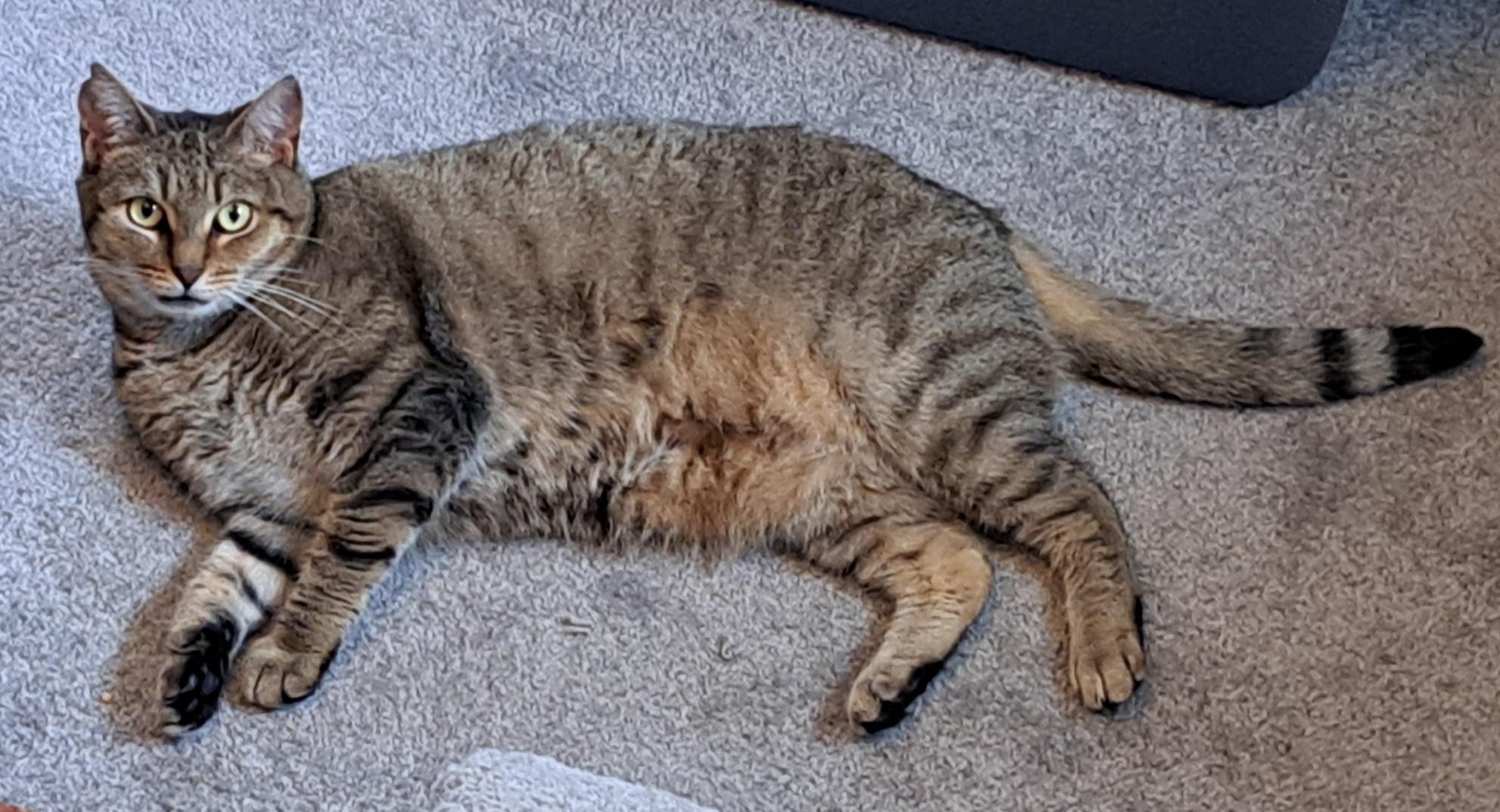 Enlarge Dolly, a ADOPTABLE Domestic Short Hair in Washington Grove, MD image 6/6