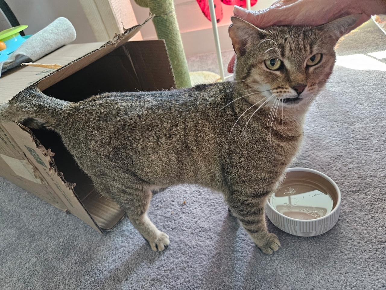 Enlarge Dolly, a ADOPTABLE Domestic Short Hair in Washington Grove, MD image 6/6