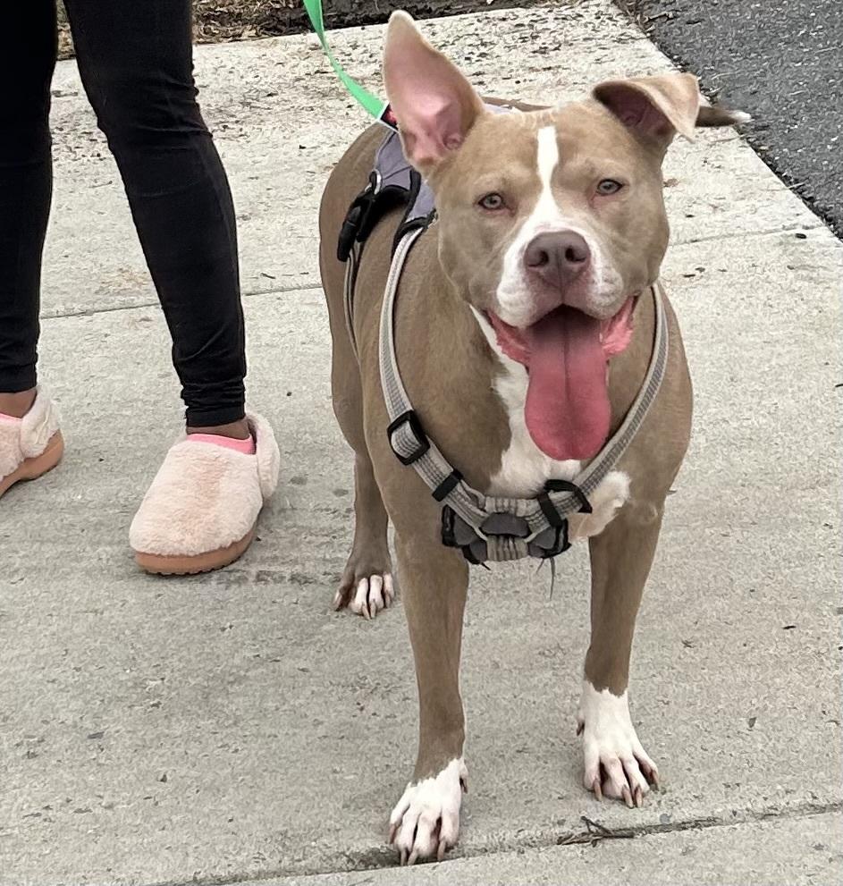 Cleo, Adoptable, Young Female Bull Terrier.