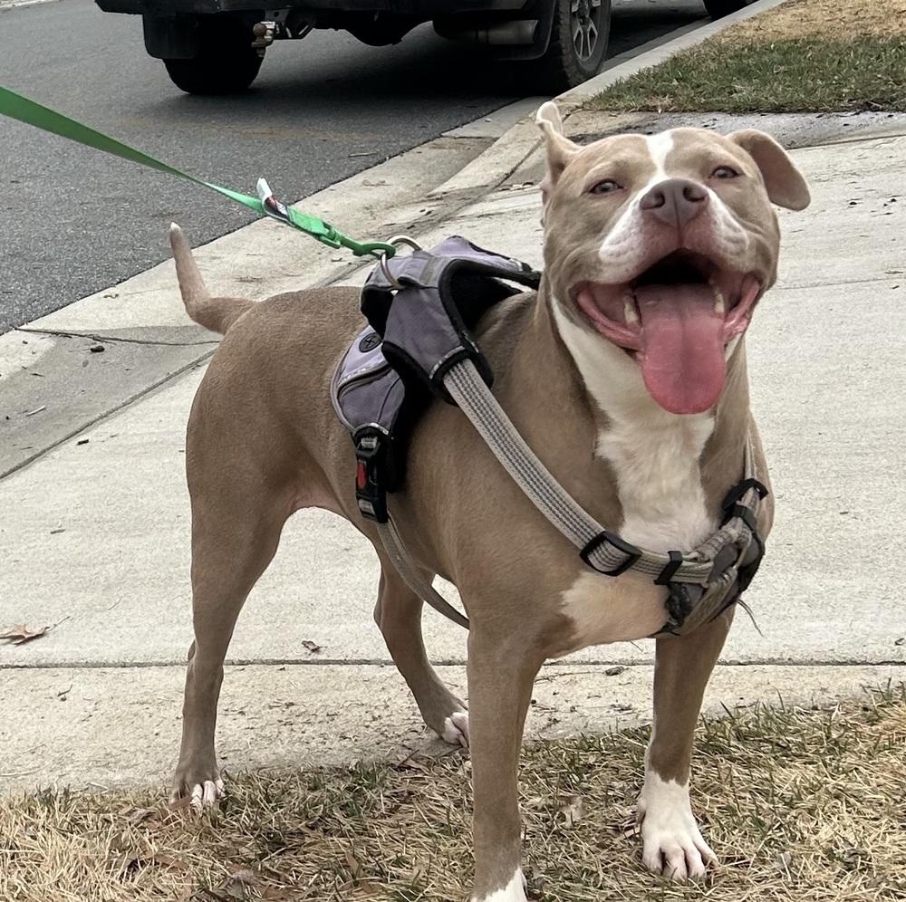 Enlarge Cleo, a Adoptable mixed breed in Greenbelt, MD image 2/6