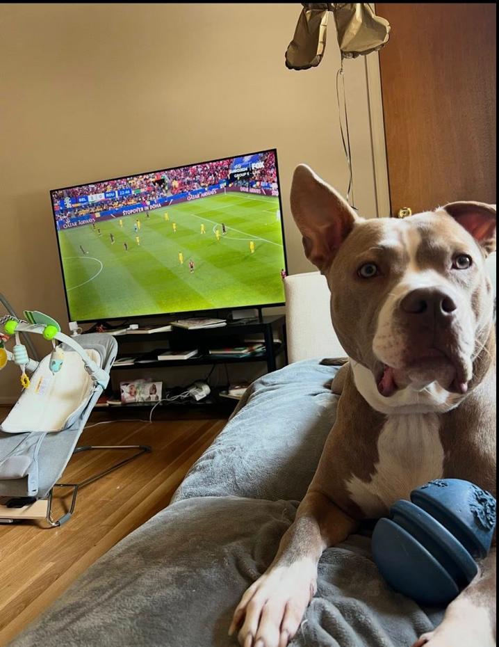 Enlarge Cleo, a Adoptable mixed breed in Greenbelt, MD image 3/6