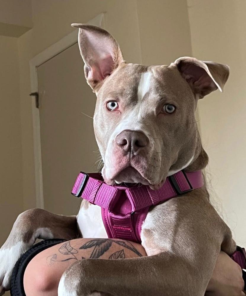 Enlarge Cleo, a Adoptable mixed breed in Greenbelt, MD image 4/6