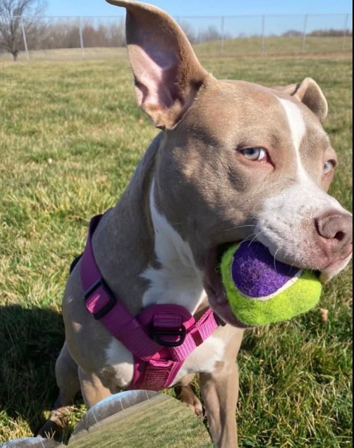 Enlarge Cleo, a Adoptable mixed breed in Greenbelt, MD image 5/6