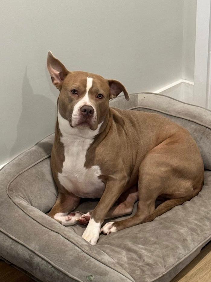 Enlarge Cleo, a Adoptable mixed breed in Greenbelt, MD image 6/6