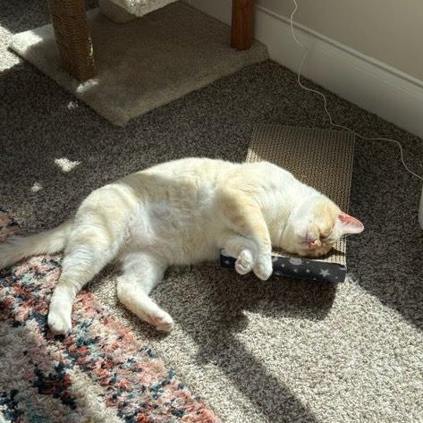 Catsby, an adopted mixed breed in Hagerstown, MD image 4/6