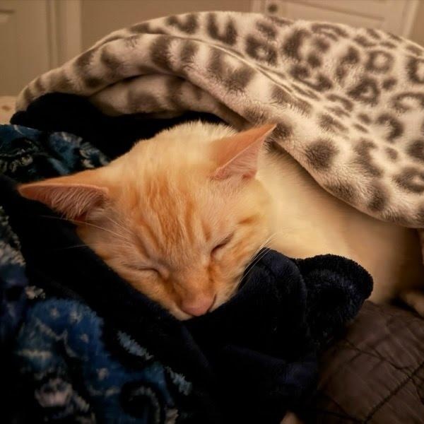 Catsby, an adopted mixed breed in Hagerstown, MD image 3/6