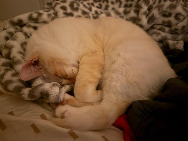 Catsby, an adopted mixed breed in Hagerstown, MD image 5/6