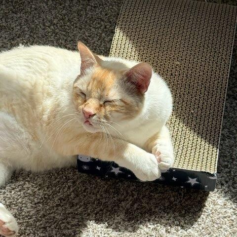 Catsby, an adopted mixed breed in Hagerstown, MD image 6/6