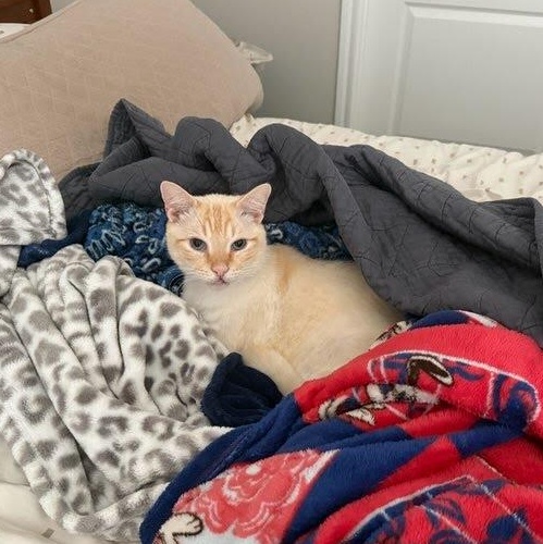 Catsby, an adopted mixed breed in Hagerstown, MD image 2/6