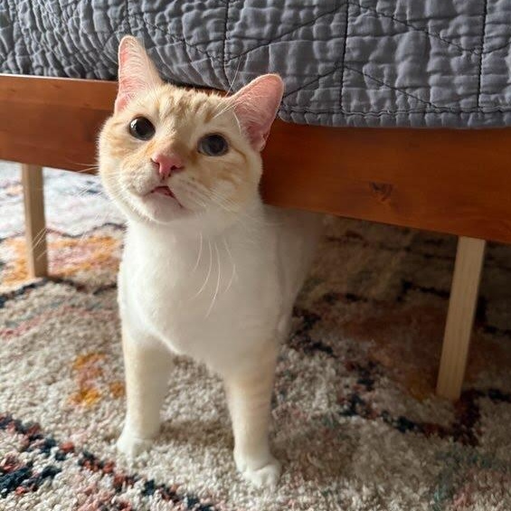 Catsby, adopted, Adult Male Siamese & Domestic Short Hair.